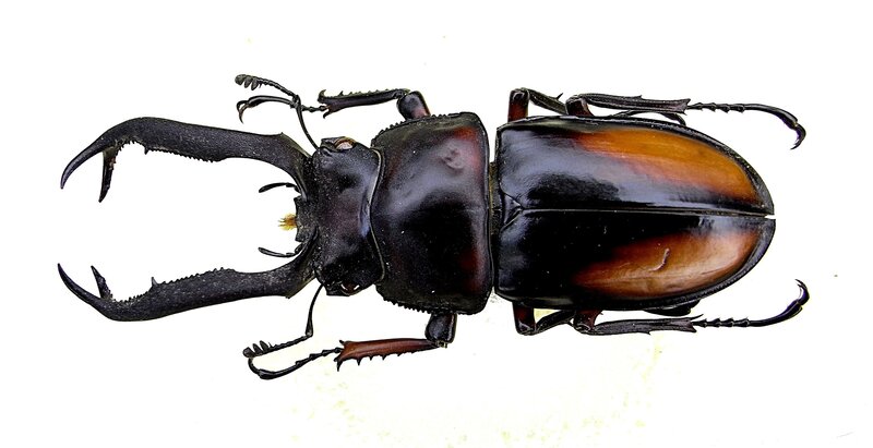 Stag Beetle