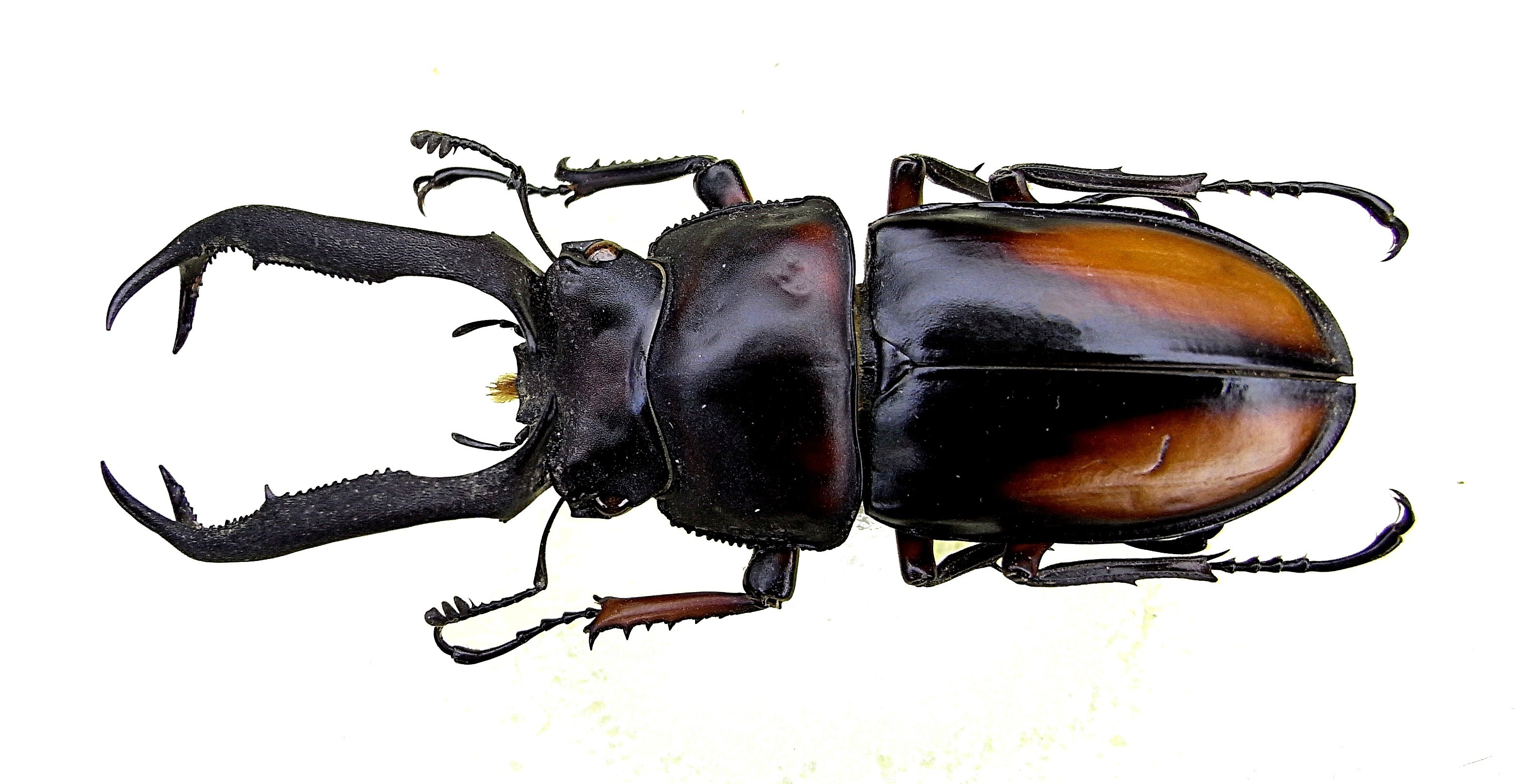 Stag beetle with large mandibles