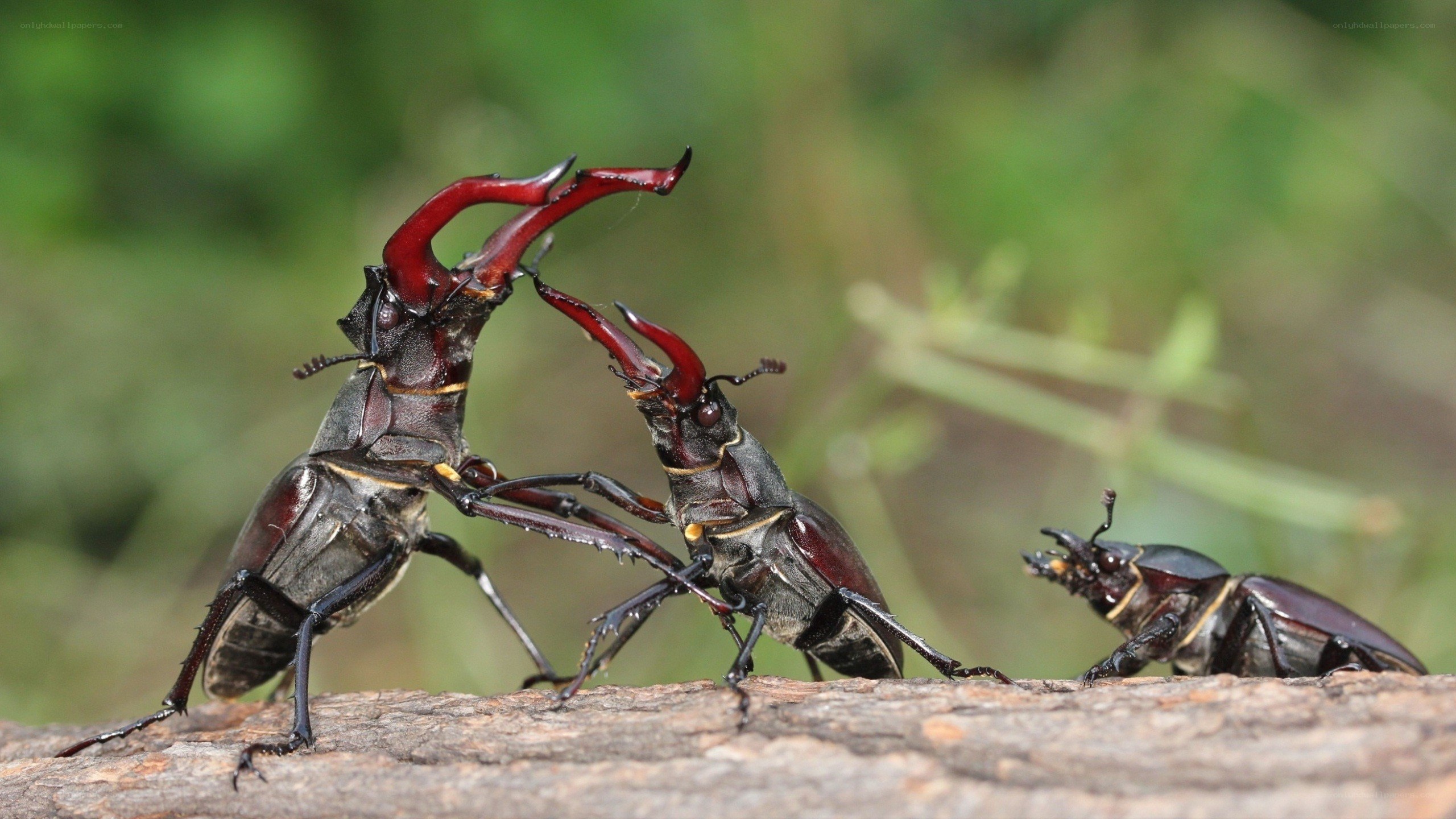 Stag beetles fighting on a log