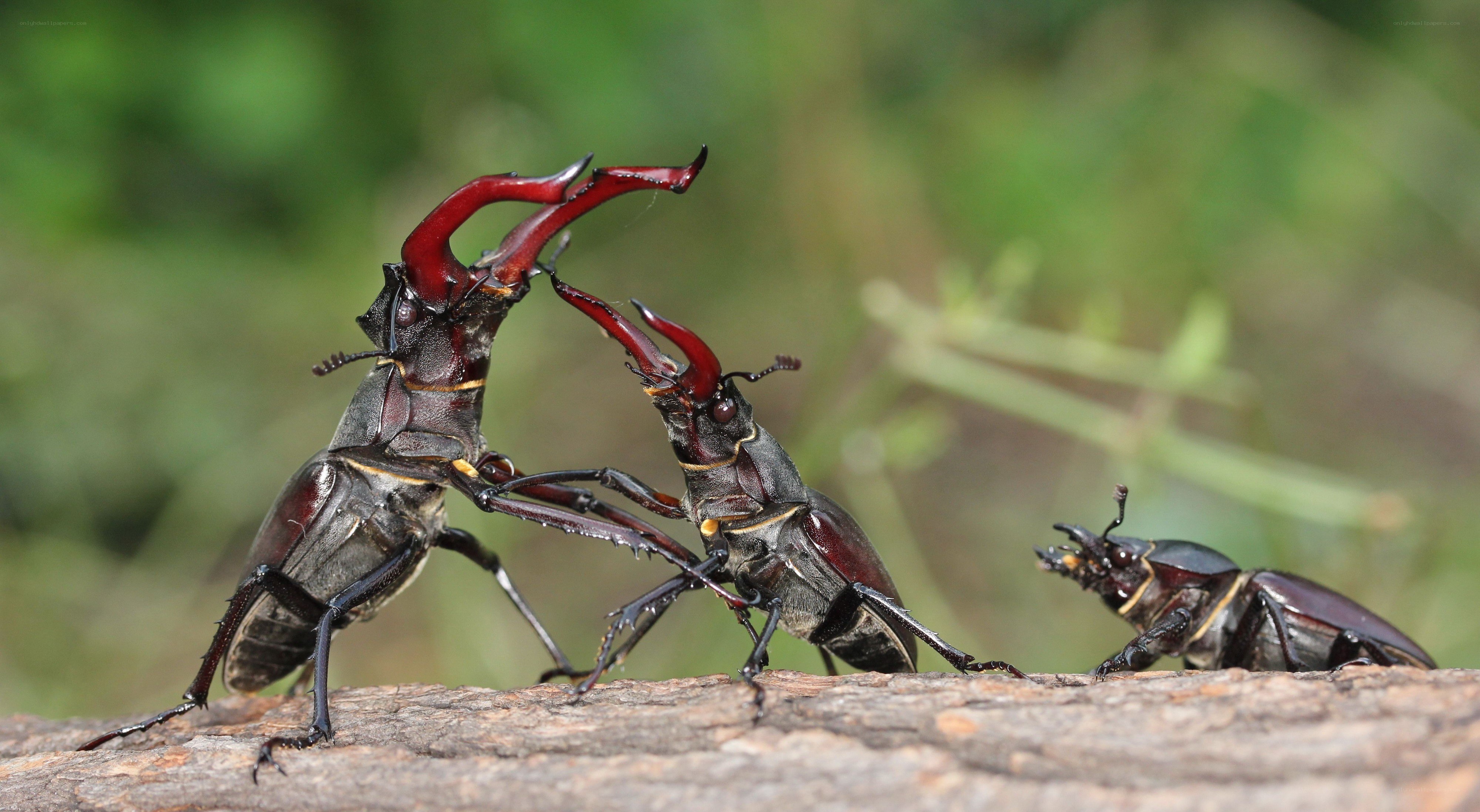 Stag beetles fighting on a log