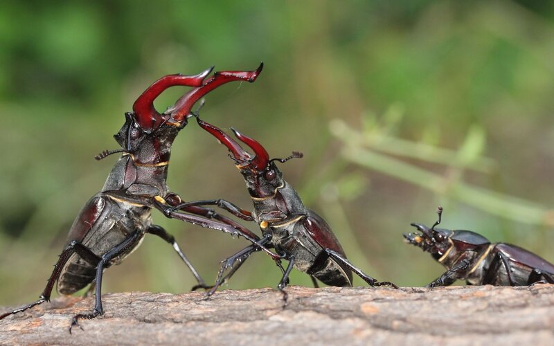 Stag beetles fighting on a log