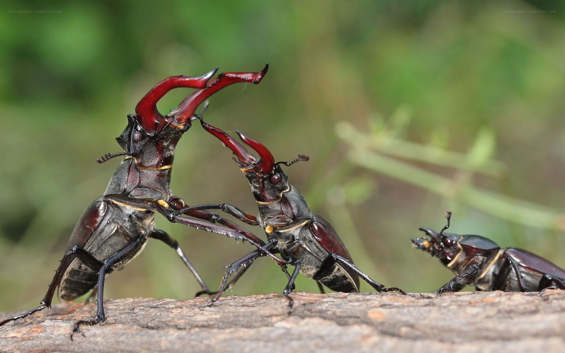 Stag beetles fighting on a log