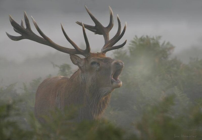 stag bellowing in fog