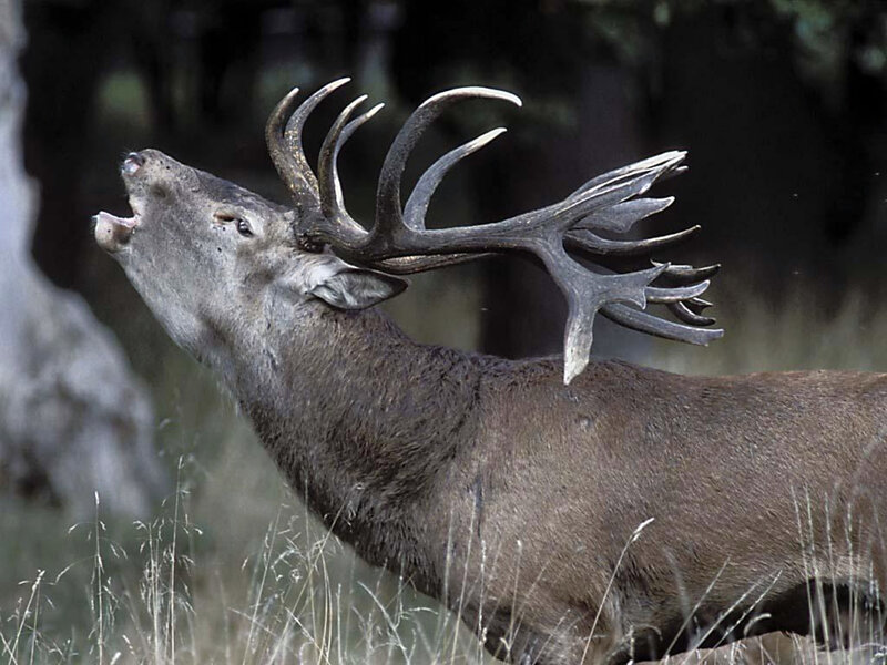 stag bellowing in forest
