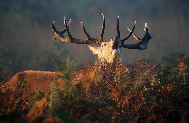 stag bellowing in forest