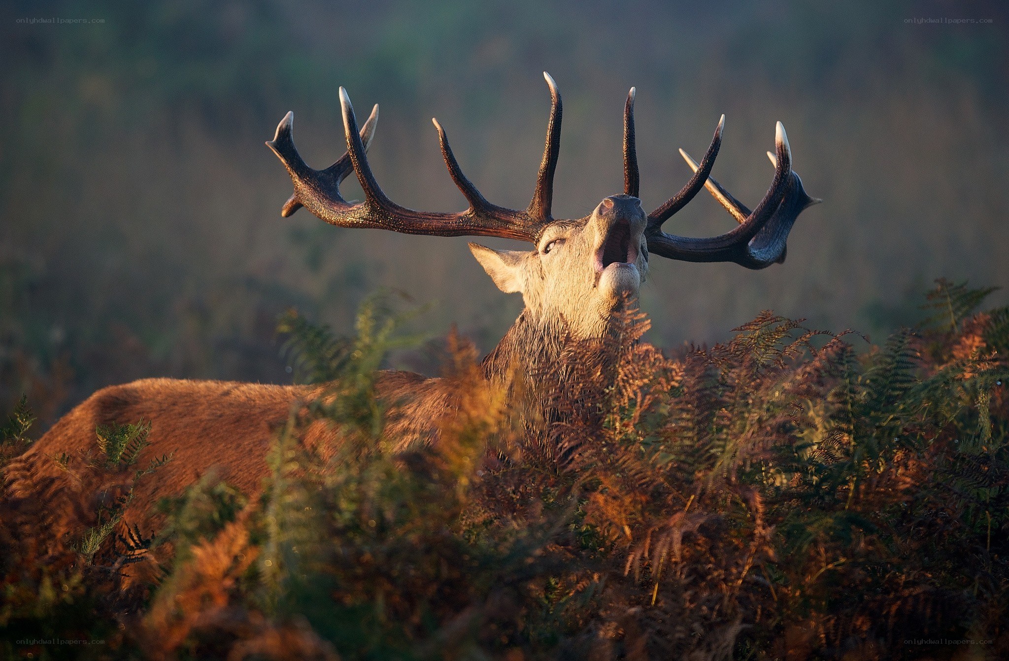 stag bellowing in forest