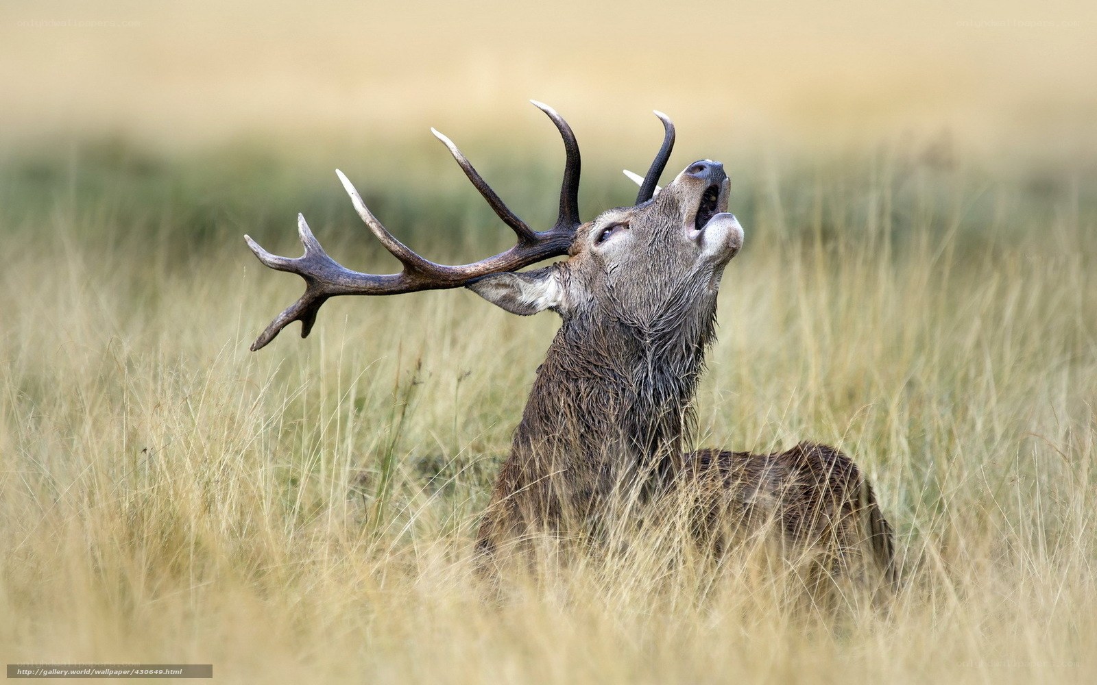 stag bellowing in grass