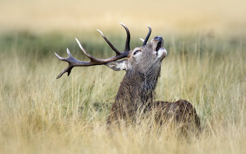 stag bellowing in grass