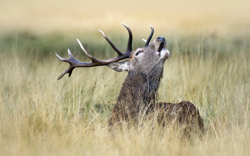 stag bellowing in grass