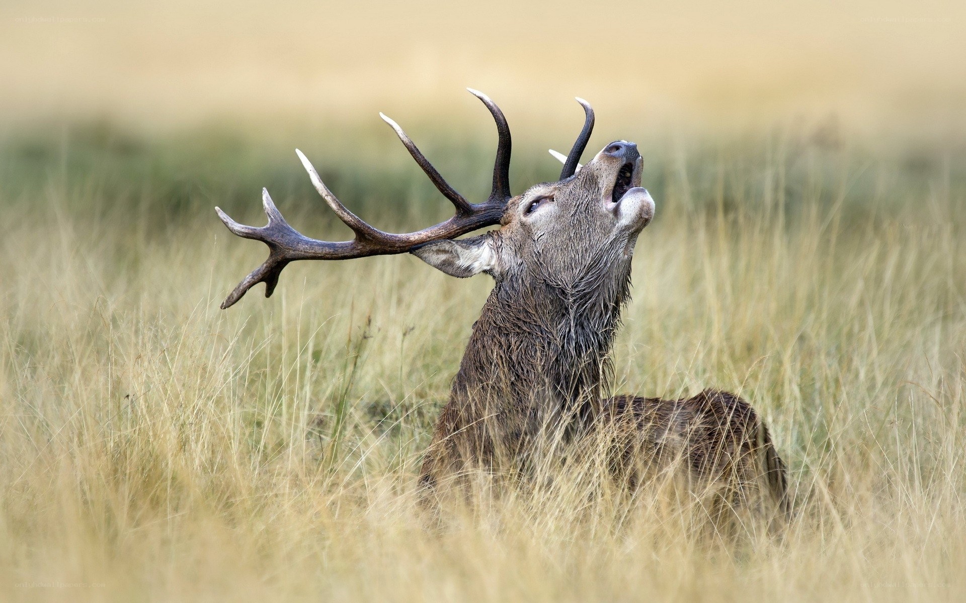 stag bellowing in grass