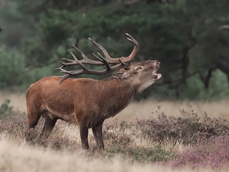 stag bellowing in heath