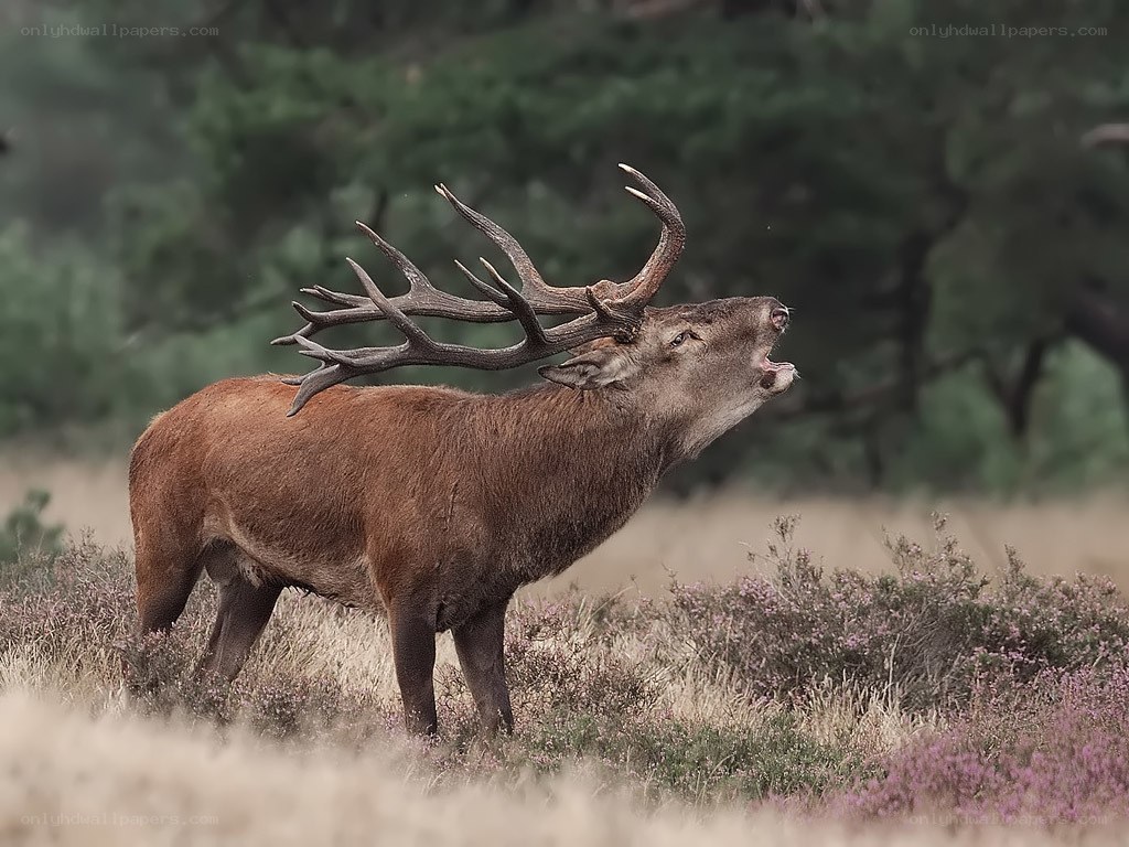 stag bellowing in heath