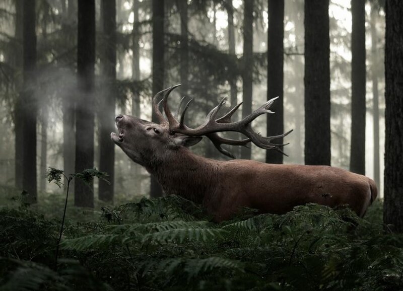 Stag bellowing in misty forest