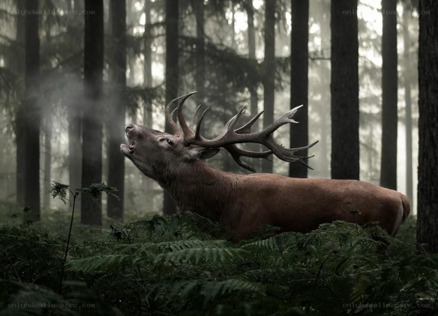 Stag bellowing in misty forest
