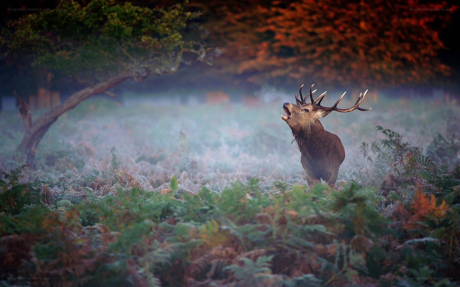 Stag bellowing in misty forest