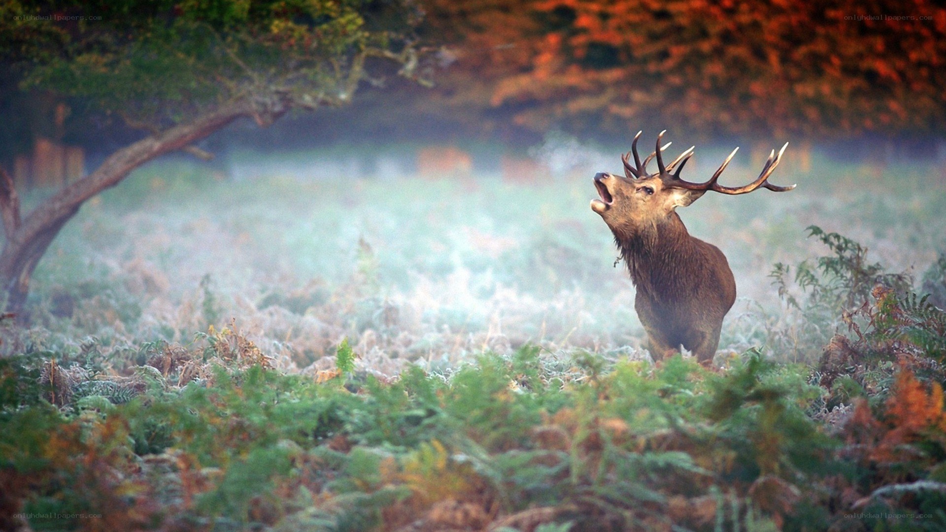 Stag bellowing in misty forest
