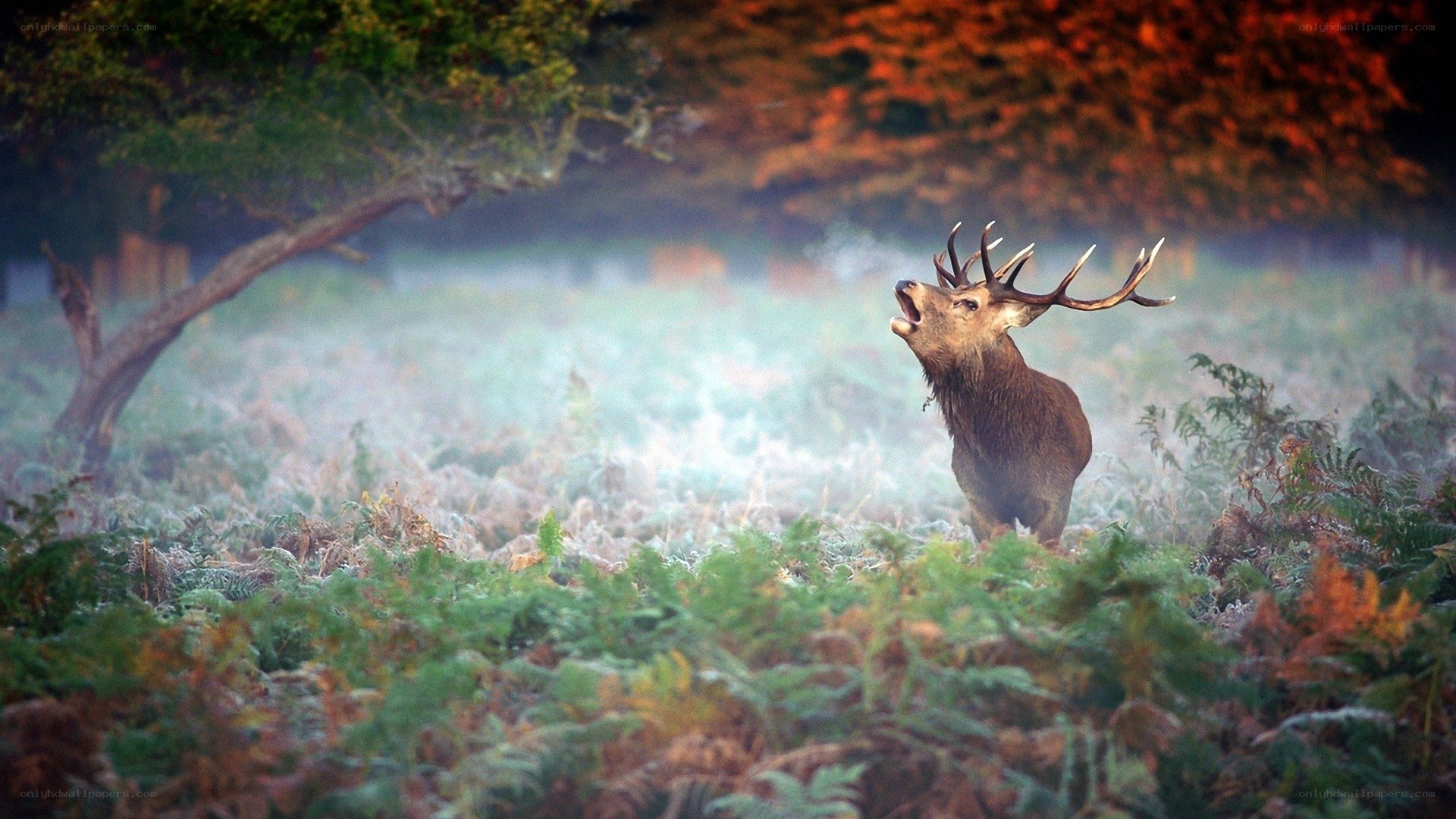 Stag bellowing in misty forest