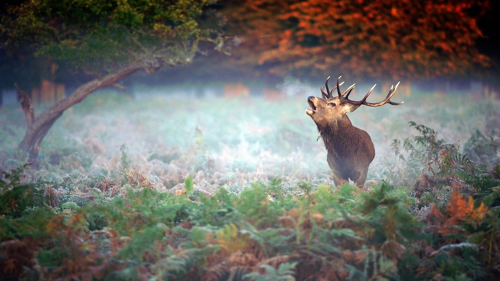 Stag bellowing in misty forest