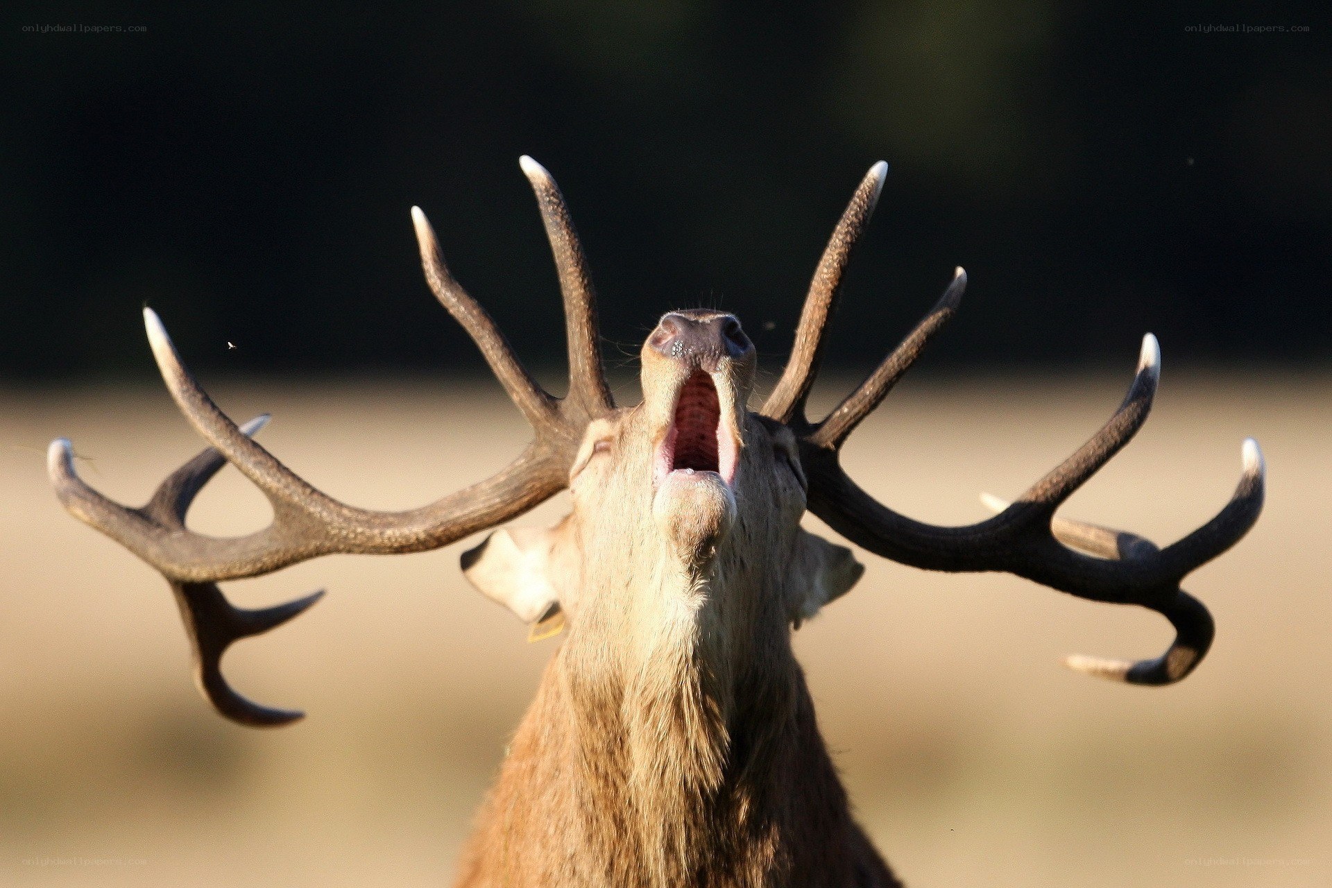 stag bellowing with antlers