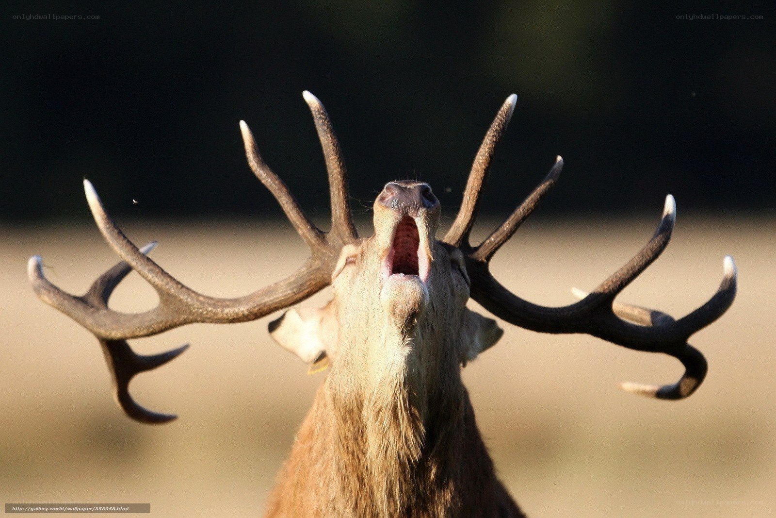 stag bellowing with antlers