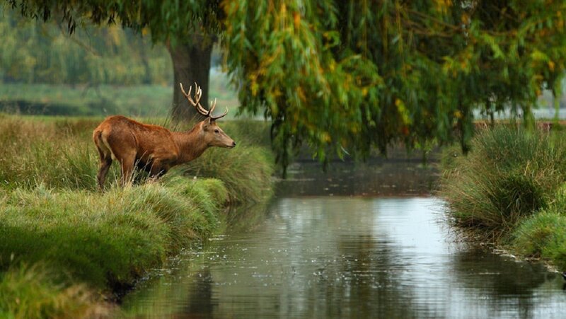 Stag by a River