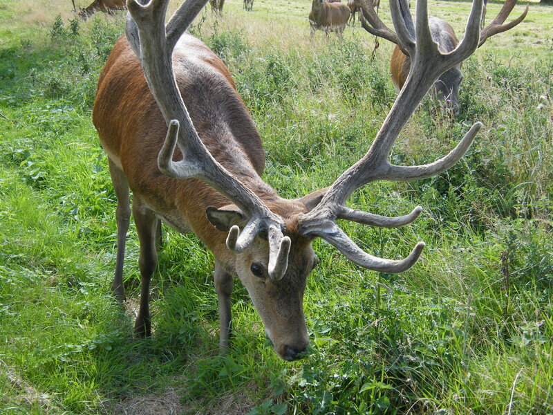 stag grazing in a field