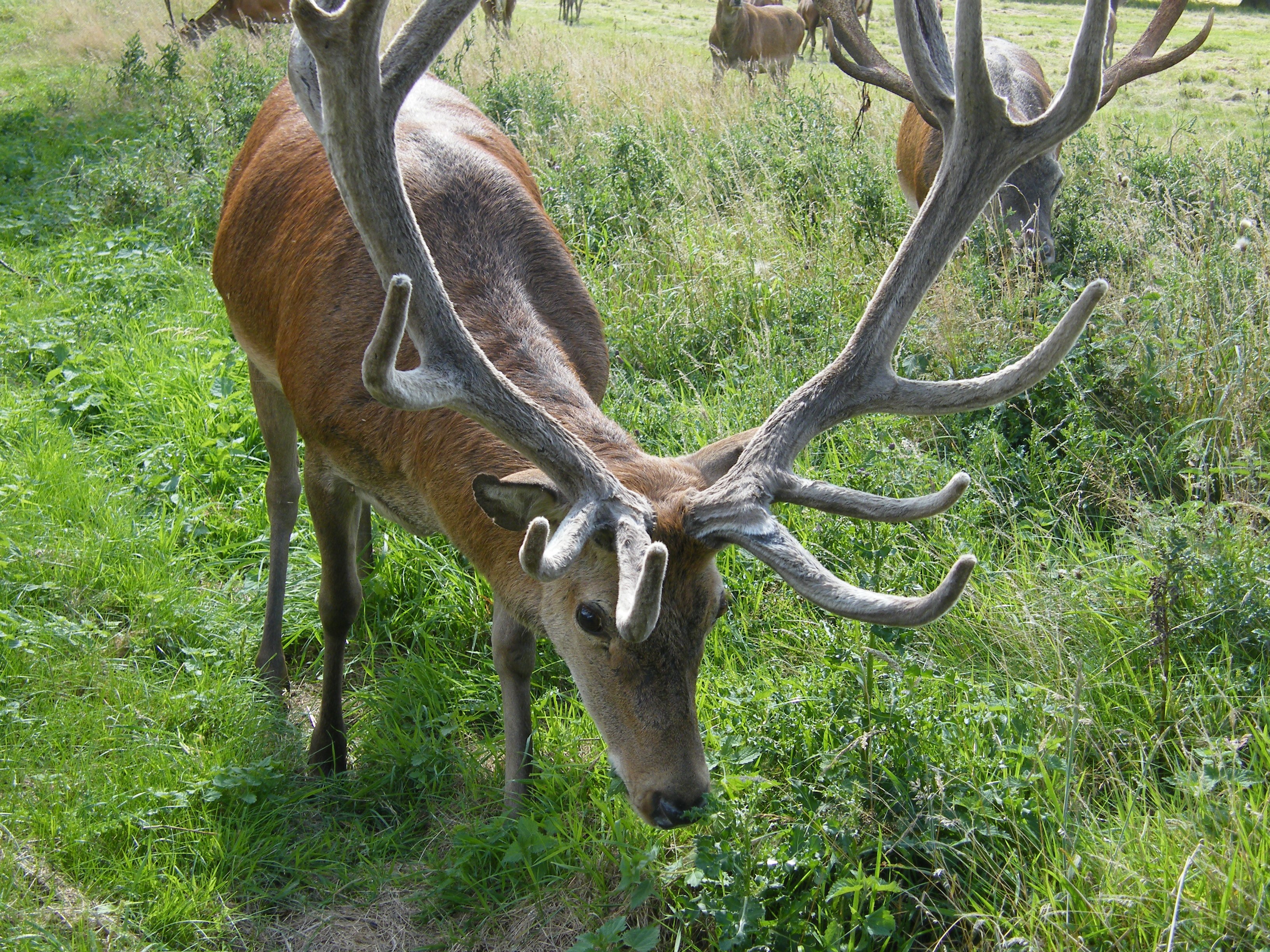 stag grazing in a field