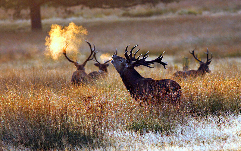 Stag in a Field — Brown