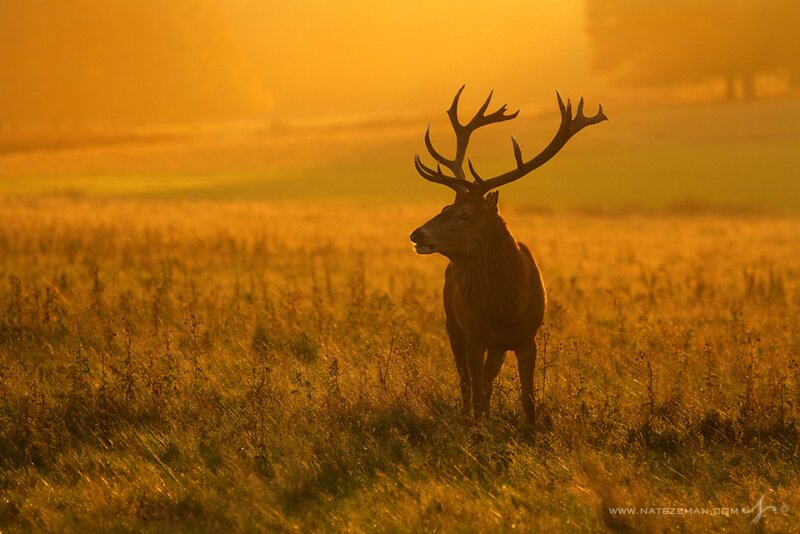 Stag in a Field — Gold