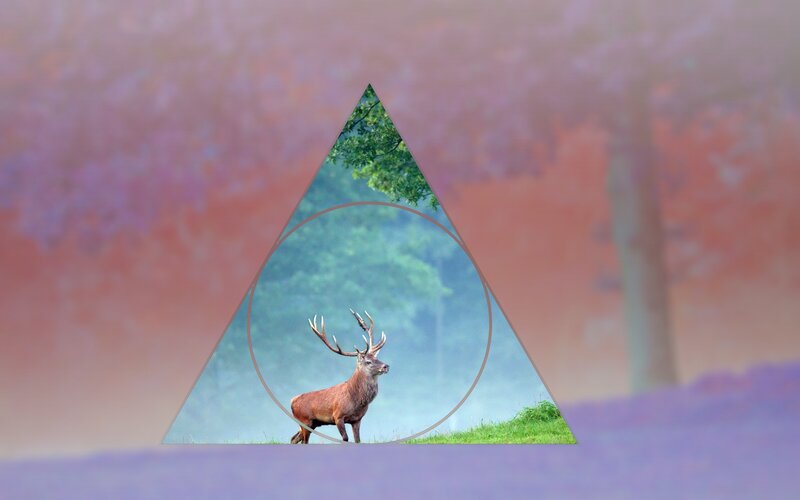 Stag in a Field — Green, Serene, Morning, Photograph