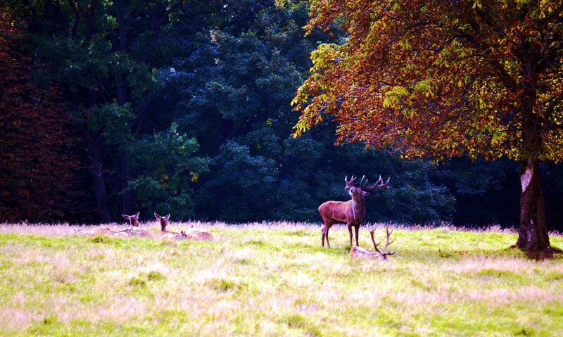 Stag in a Field — Green, Serene