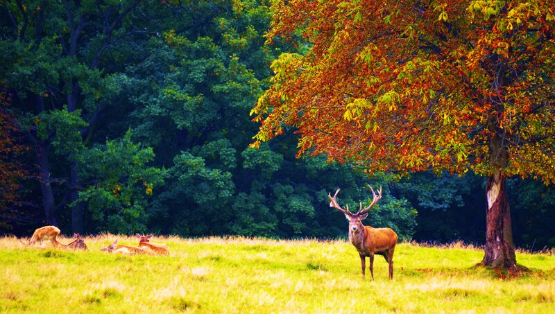 Stag in a Field — Green