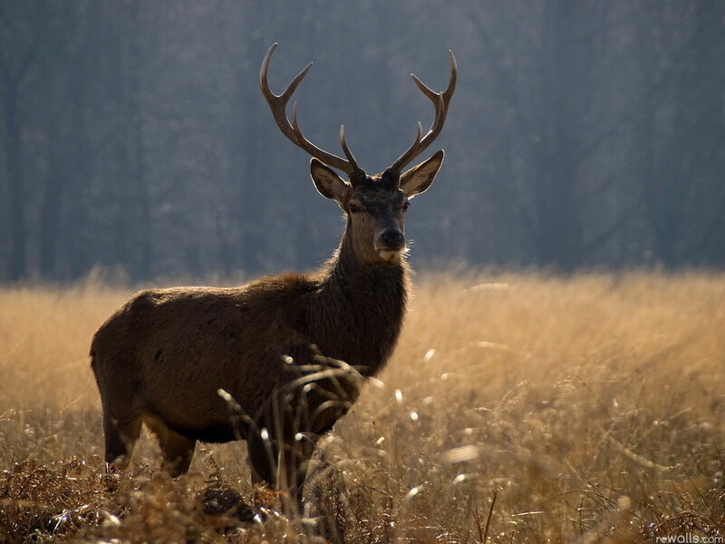 Stag in a Field