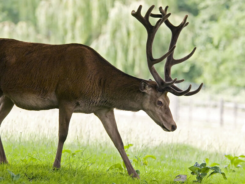 stag in a grassy field