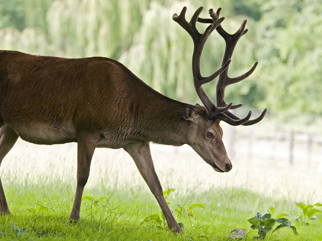 stag in a grassy field