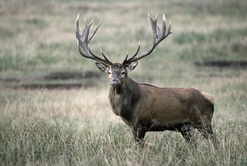 stag in a grassy field
