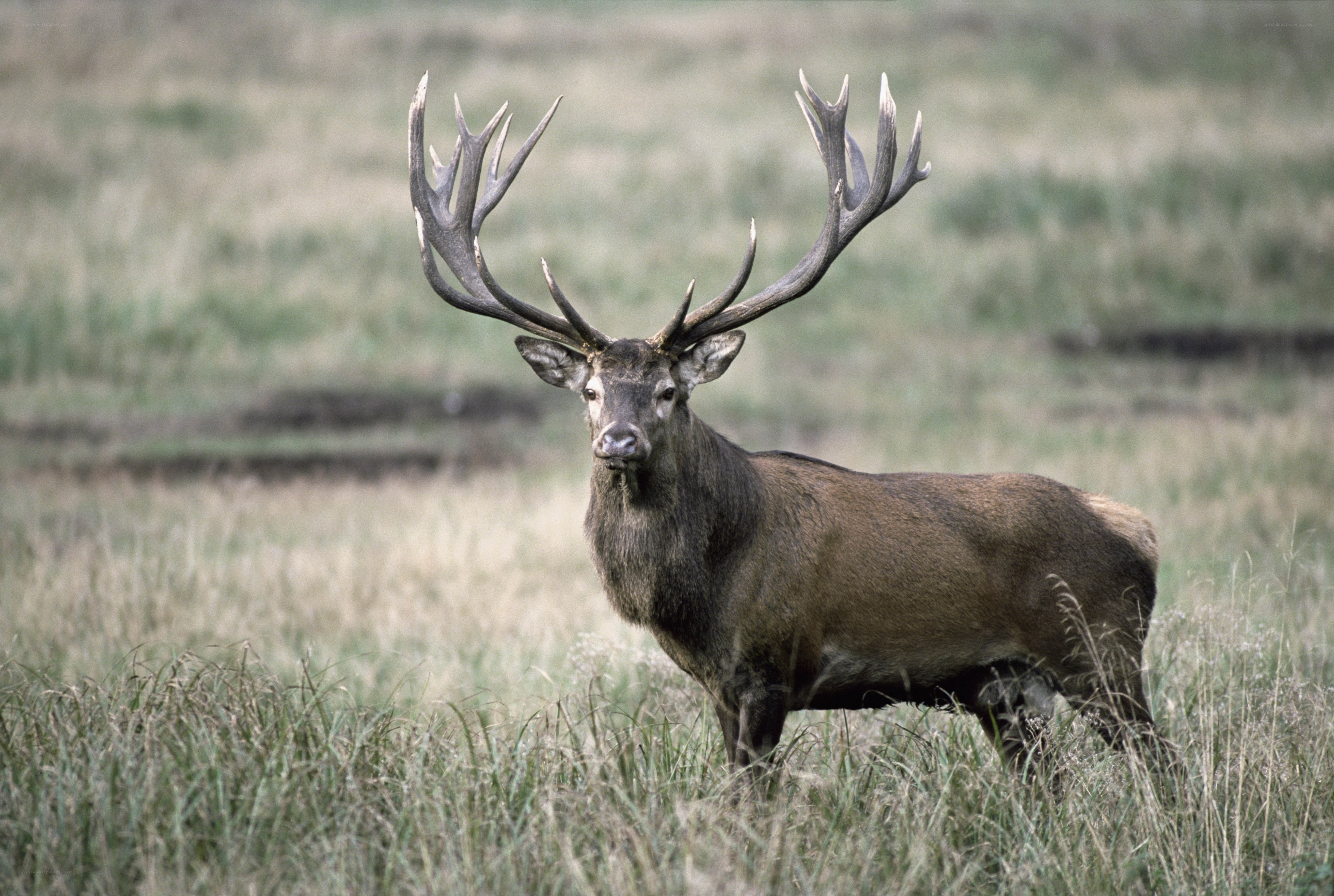 stag in a grassy field