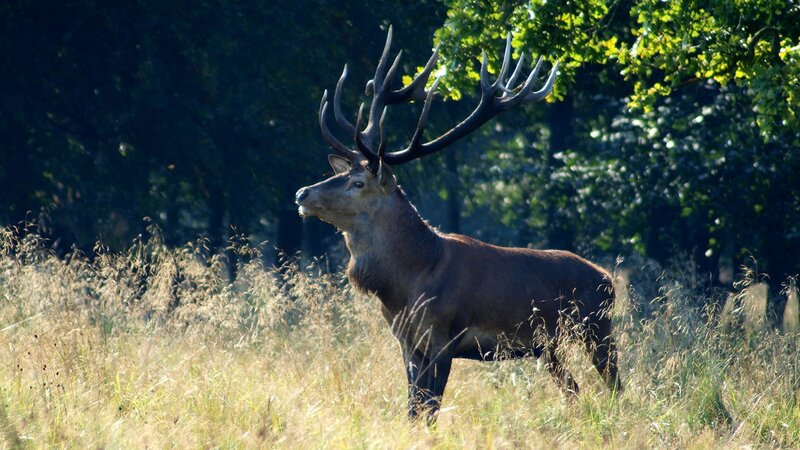 stag in a sunlit field