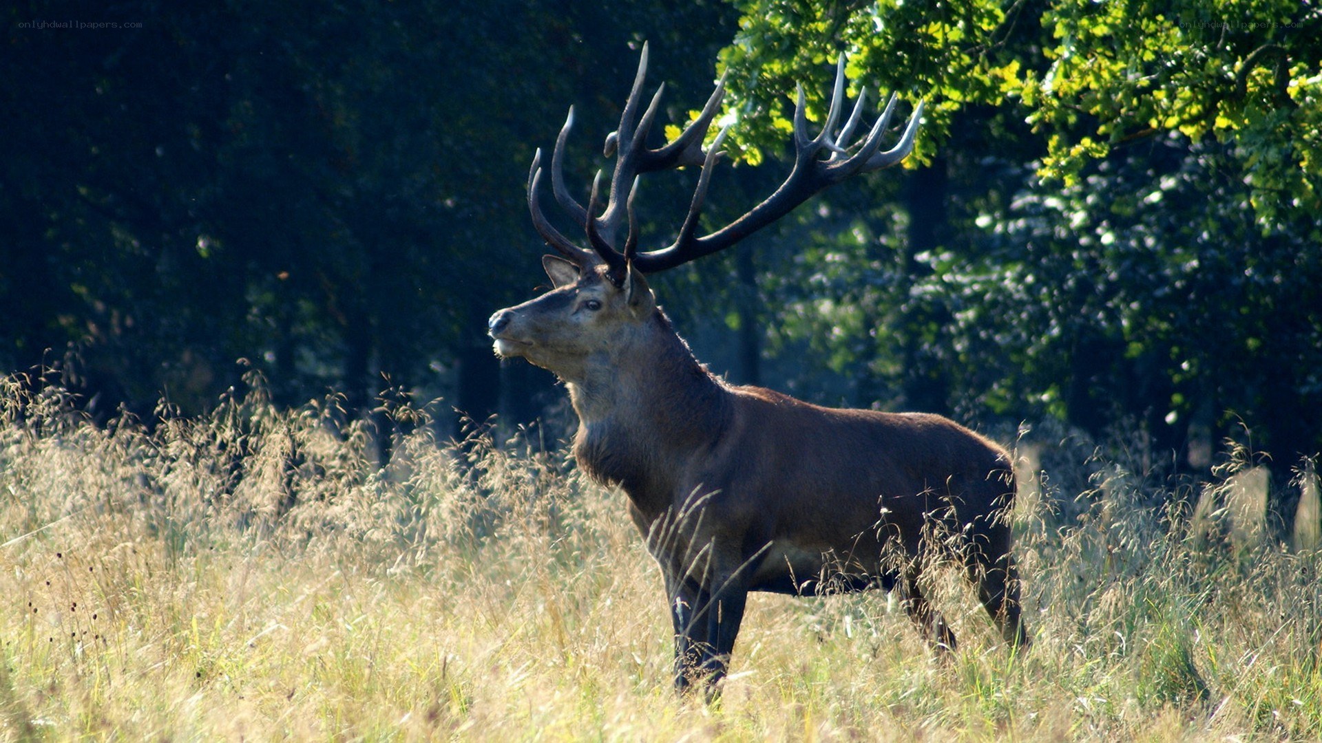 stag in a sunlit field