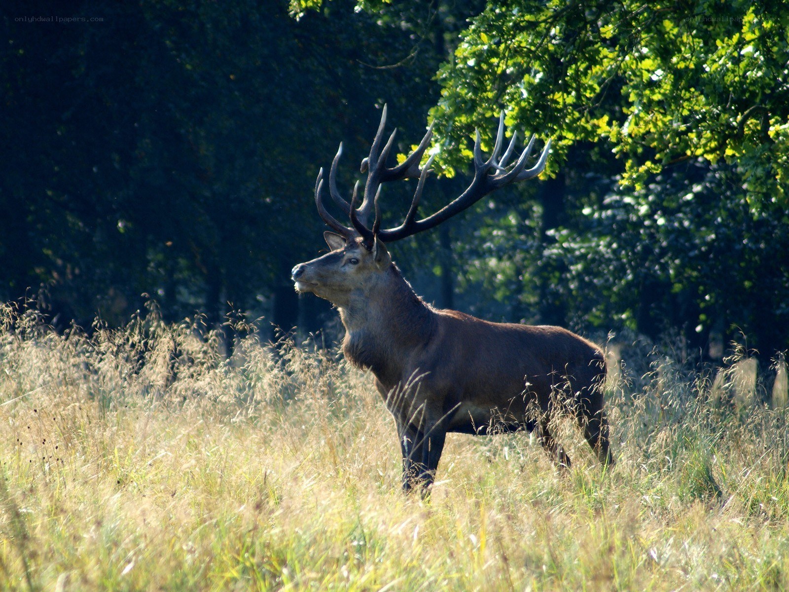 stag in a sunlit meadow