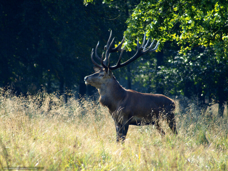 Stag in a sunlit meadow