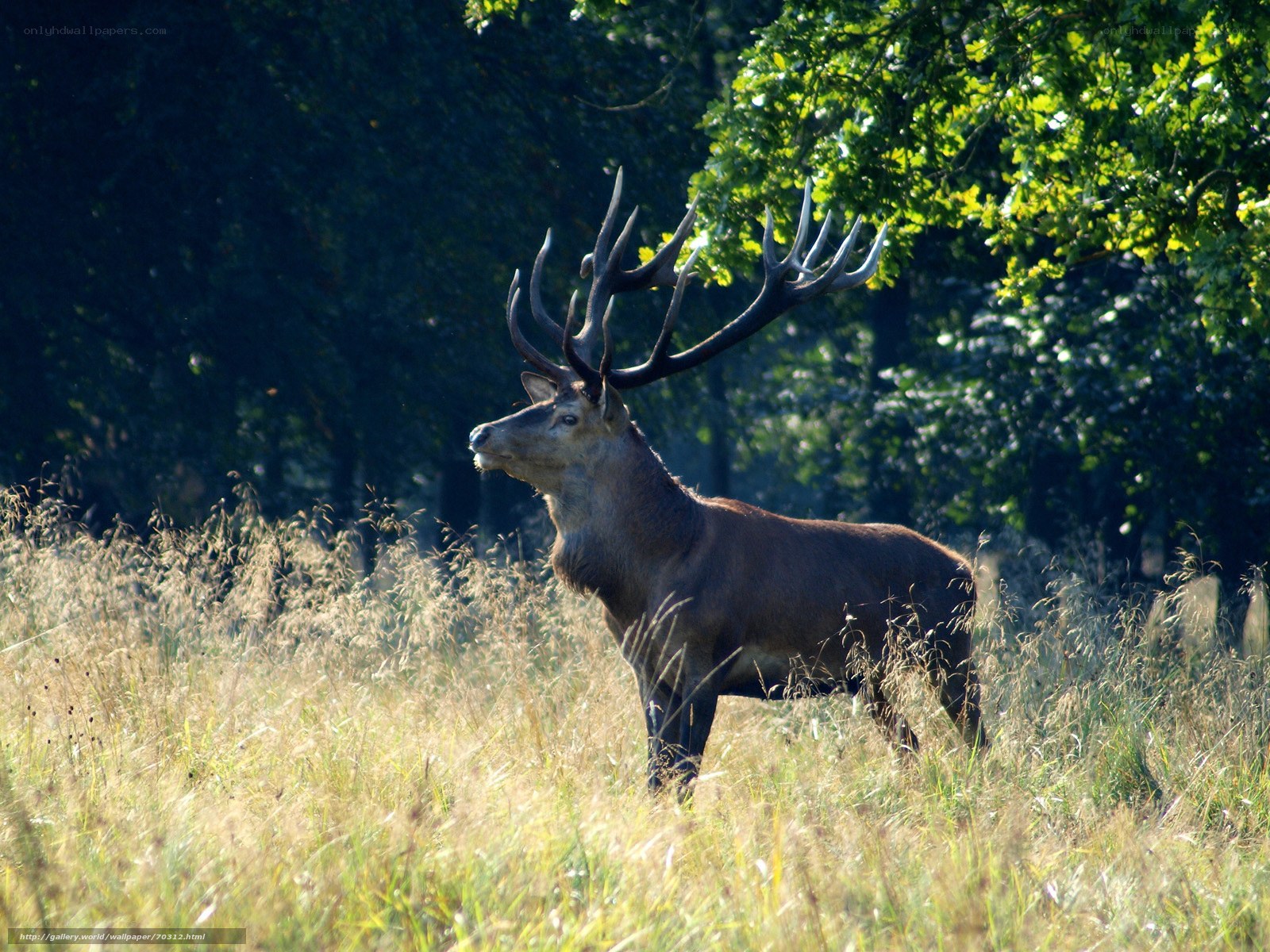 Stag in a sunlit meadow
