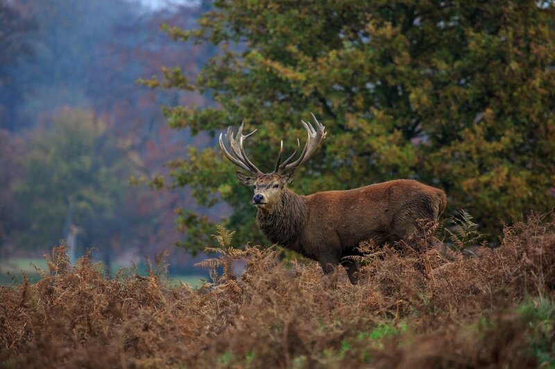 Stag in Autumn Field — Brown