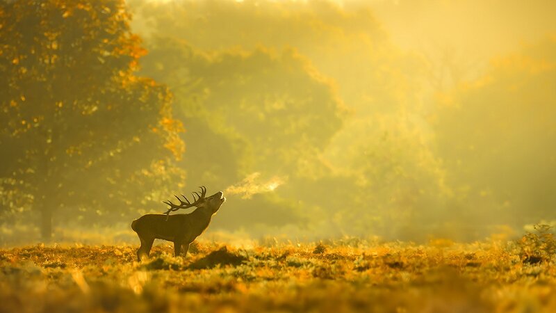 Stag in Autumn Field — Yellow