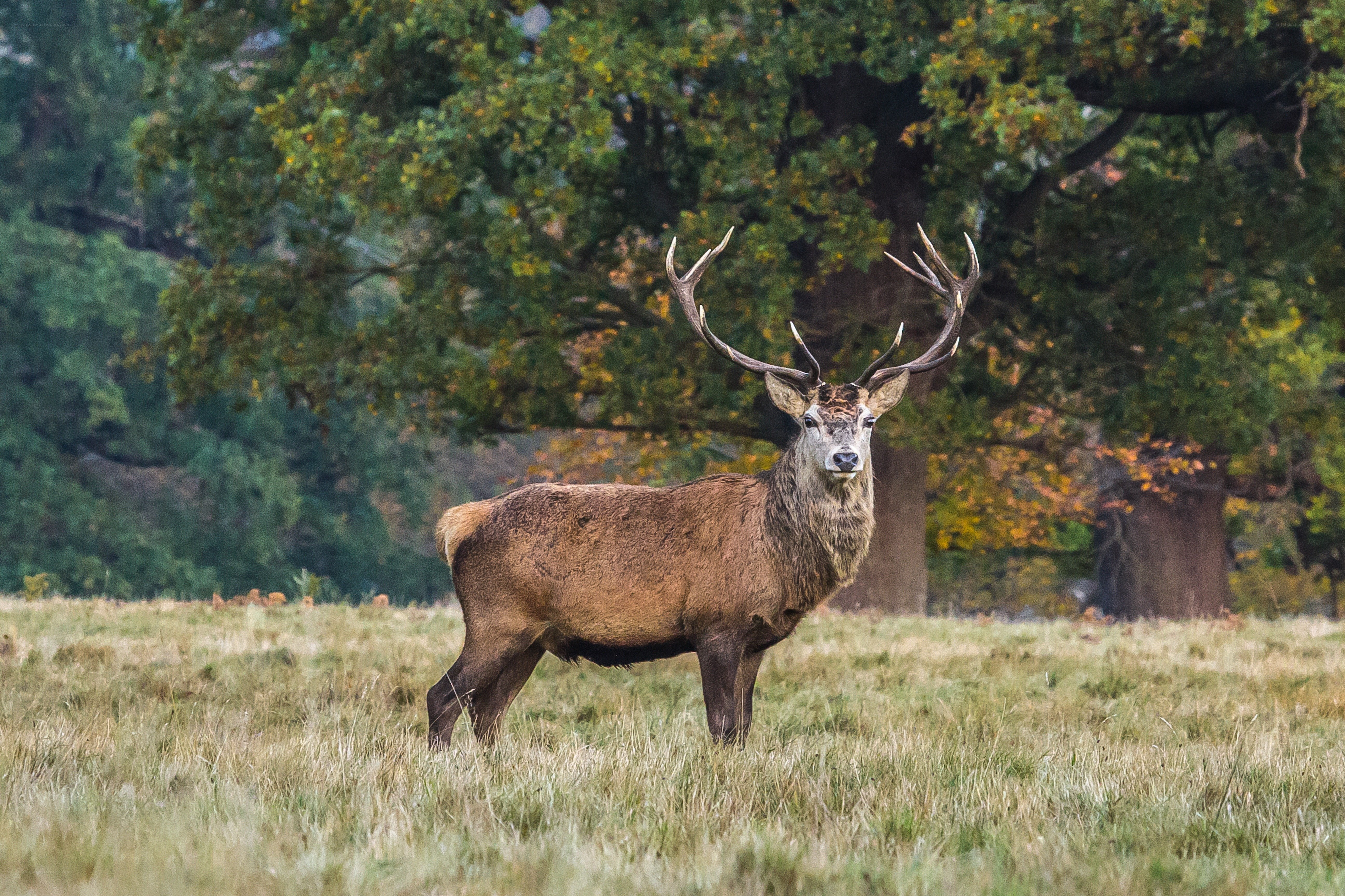 stag in autumn field