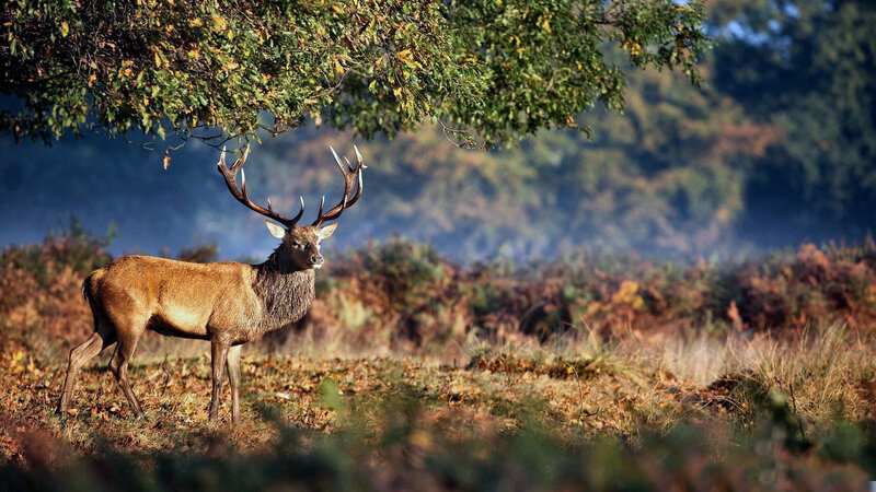 Stag in Autumn Forest — Brown, Serene