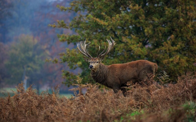 Stag in Autumn Forest — Brown