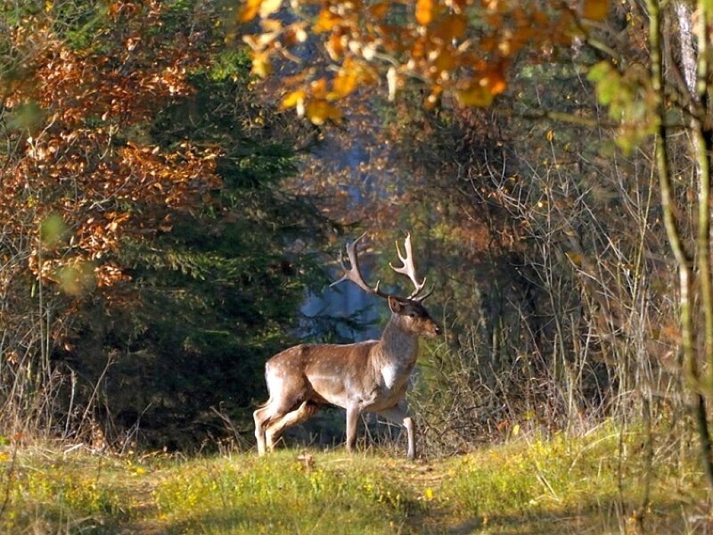 Stag in Autumn Forest