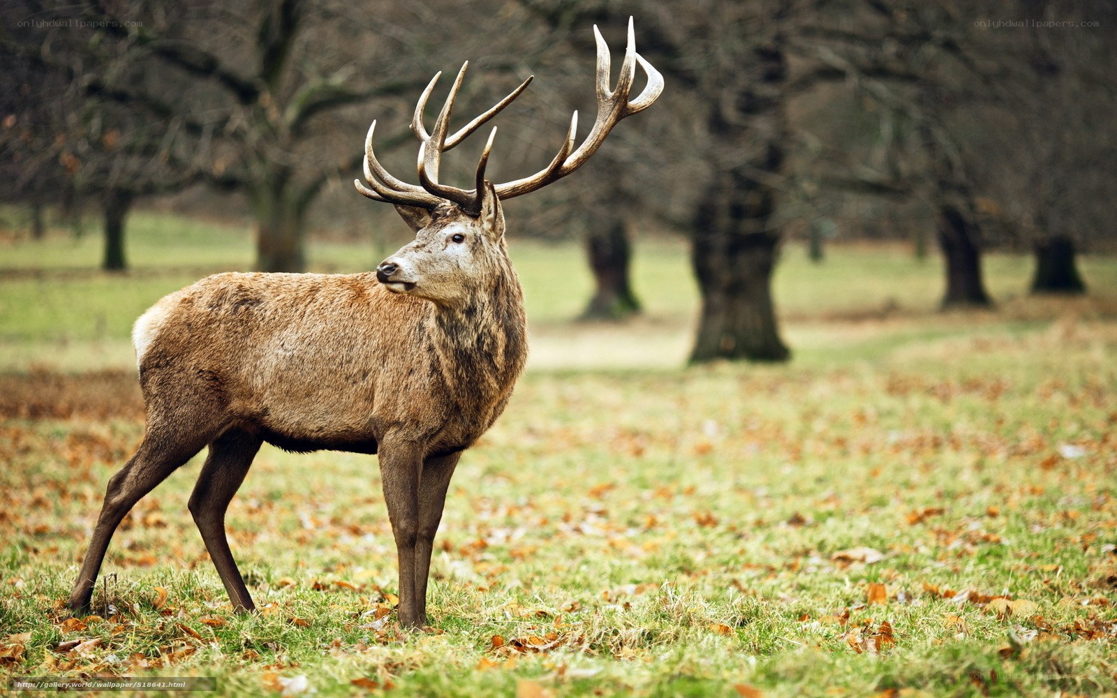 stag in autumn park