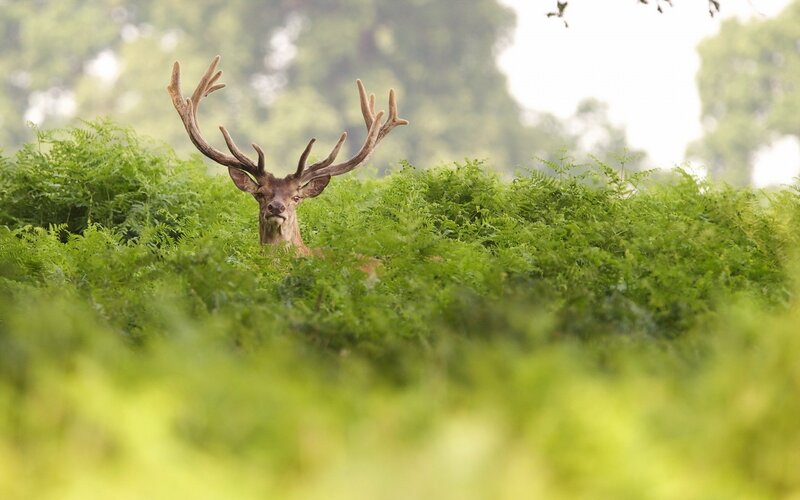 Stag in Ferns — Green, Calm, Afternoon